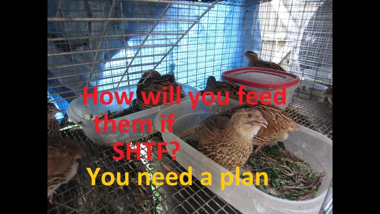 How Do You Feed Quail Naturally?