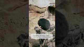 Wombats Go On Display In French Zoos New Australia Section