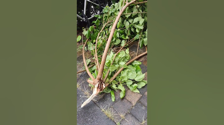 Bomen breken door storm in Nederland🌧️Zomerstorm Poly#zomerstorm#poly