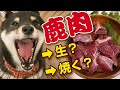 犬に鹿肉！生？焼く？犬の鹿肉の与え方【柴犬 トッピング】