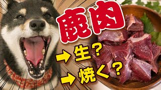 犬に鹿肉！生？焼く？犬の鹿肉の与え方【柴犬 トッピング】