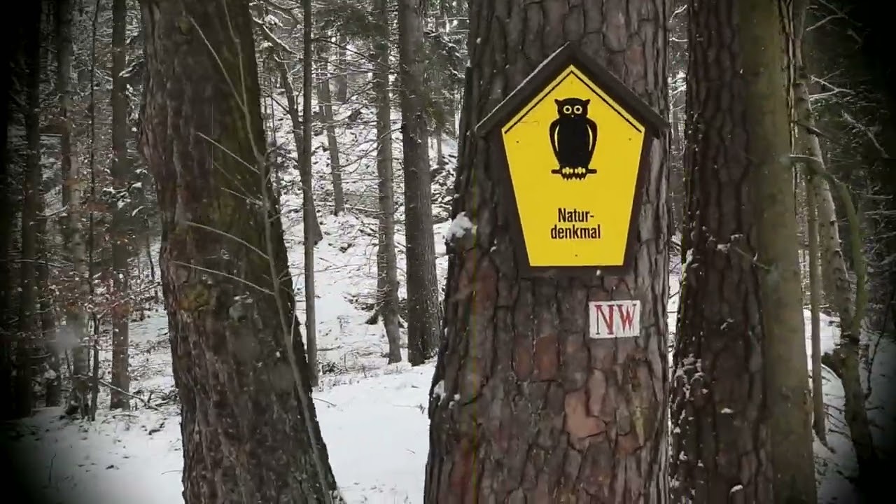 Ron - Es hätte echt sein könn'