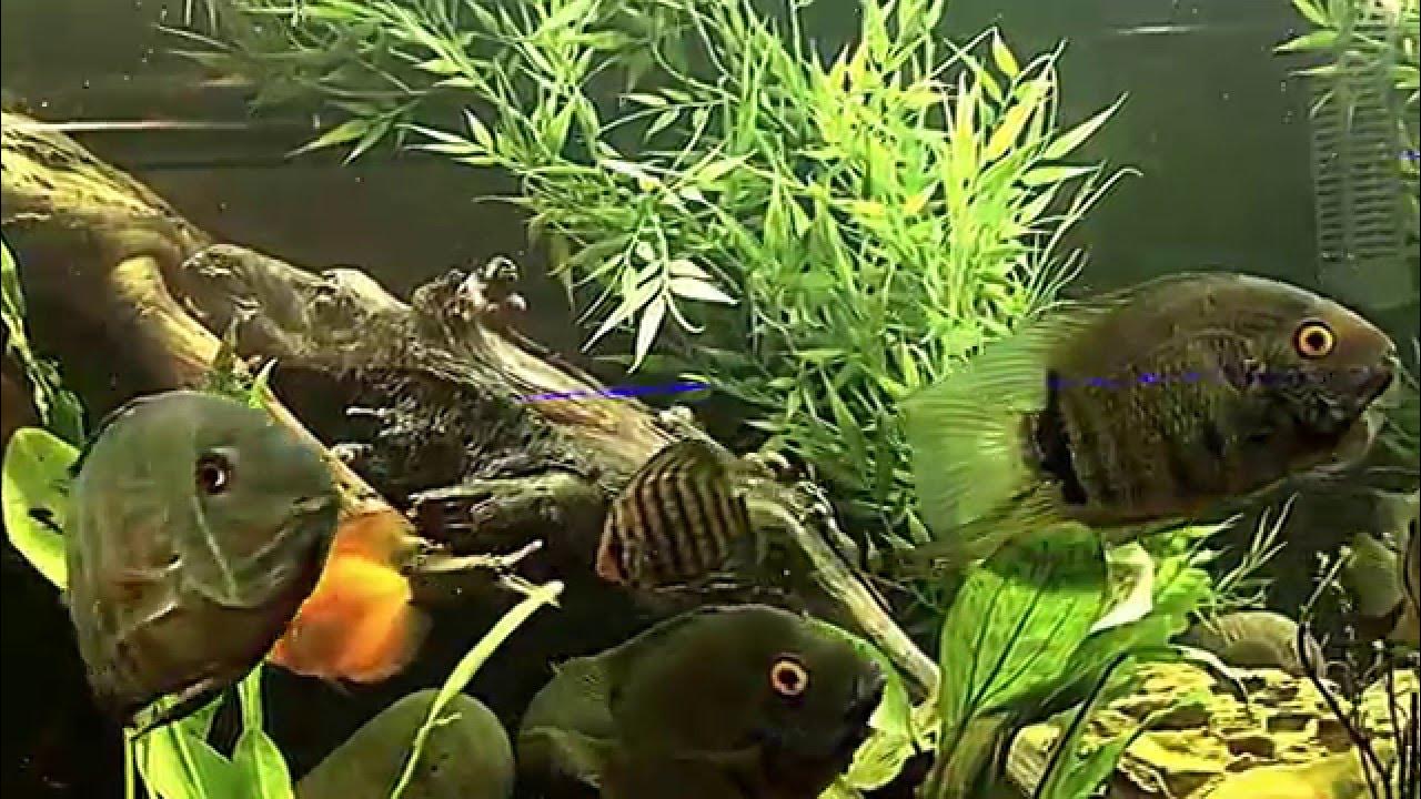 Discus, Severum, Angel, Arowana 150 gallon YouTube