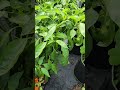 Peppers.  #pepperplants #struggles #containergarden #gardening #garden #cook. #eat. #eatwhatyougrow