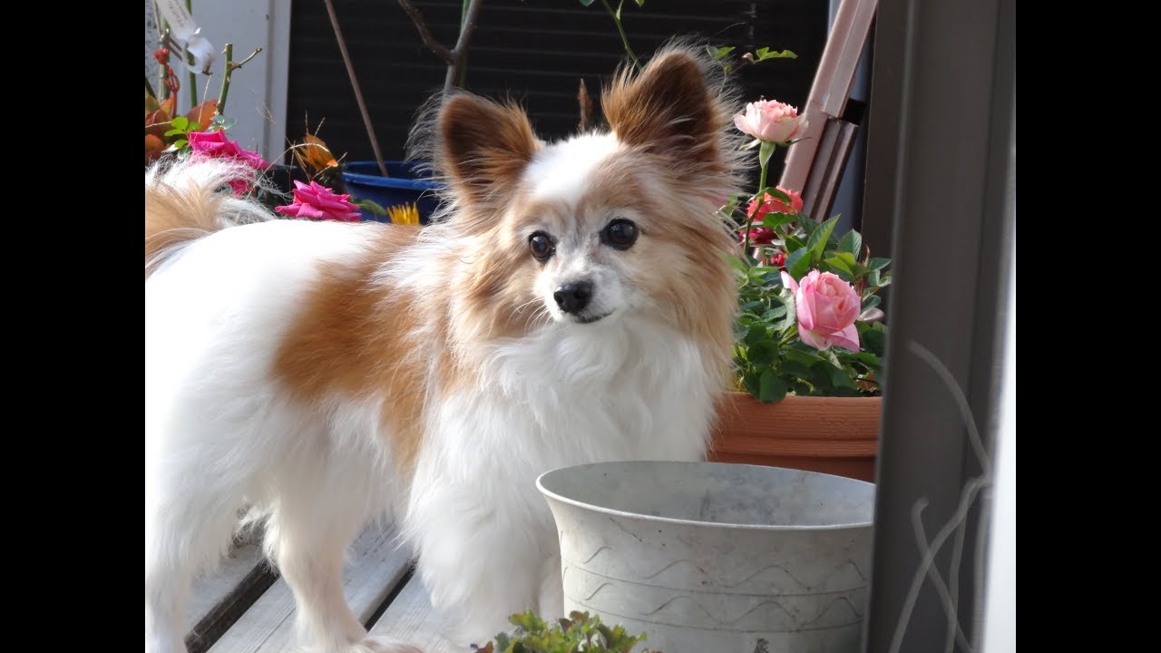 リス犬 トリミングでイメチェンの パピヨンけんちゃん サマーカット Youtube