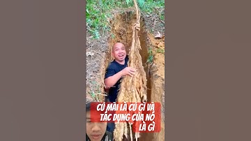 Củ Mài Là Củ Gì Và Tác Dụng Gì#shortvideo#sứckhỏe#farming#amazingfarmer#farmer