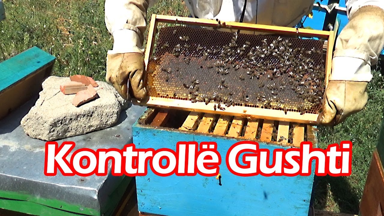 🔴Episodi 19: Kontroll gushti për ushqim