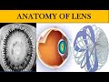 Anatomy of lens  everything you need to know about