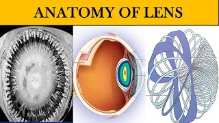 ANATOMY OF LENS | Everything you need to know about