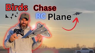 Fun with RC plane (birds chase plane) DEERC FX8672