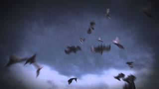 Lw_11 bats flocking test -