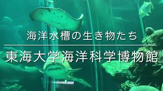 大きなサメとエイが泳ぐ／東海大学海洋科学博物館［YouTube水族館］#シロワニ #ホシエイ #ギンガメアジ