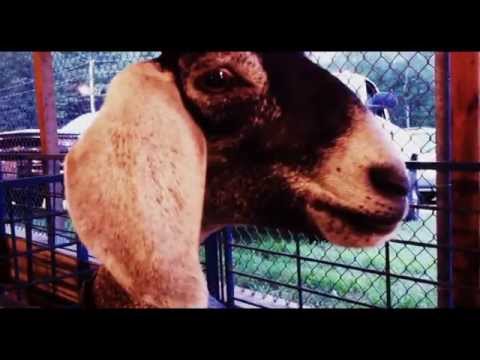 funny-goats-video-compilation