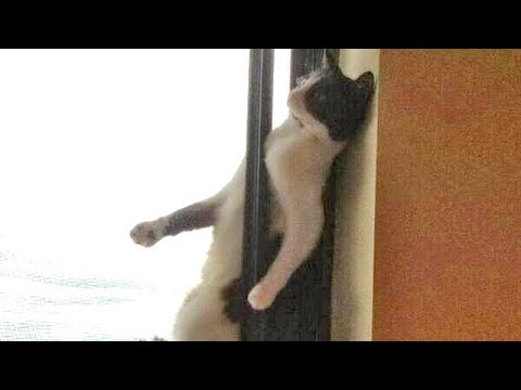 failure meaning in bengali You will NEVER WIN this TRY NOT TO LAUGH challenge! - Super FUNNY ANIMAL videos