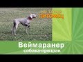 Веймаранер за 4 минуты. Ничего лишнего.