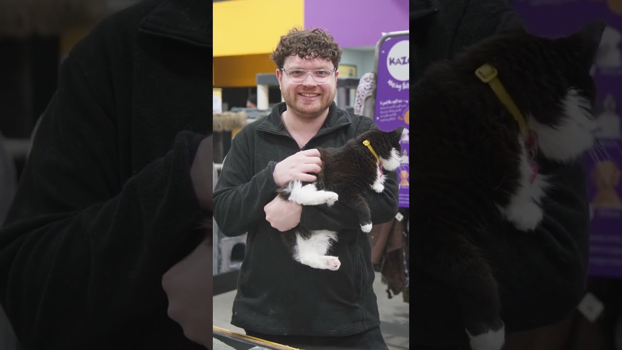 What Is The Best Cat Litter?