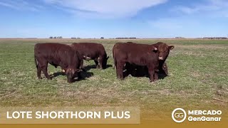 Video: Lote de toros Shorthorn Plus