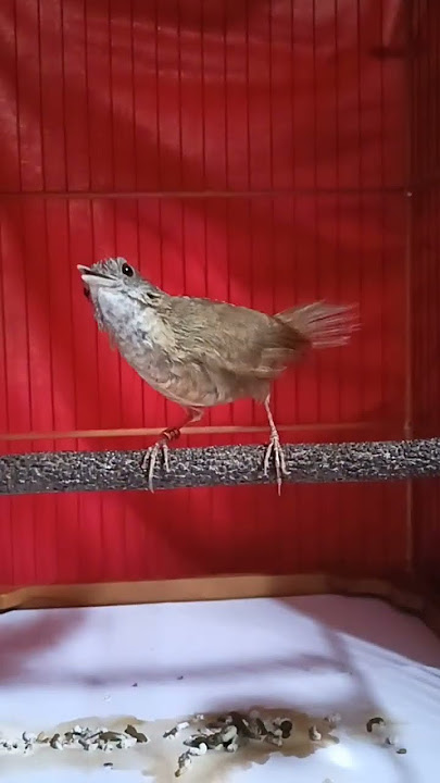 Tieumi paud genap usia 3 bulan