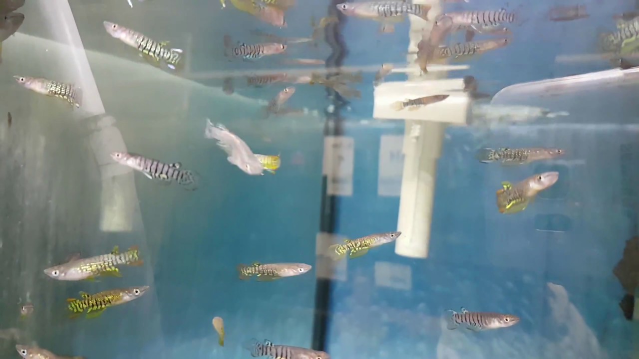 Aplocheilus lineatus 3-4 cm - Panchax rayé  (réf 3543)