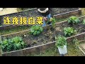 鼠哥深夜拔光白菜：大白菜演变小白菜很无奈！久违的饺子陷儿味道