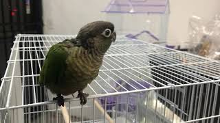Green Cheek !!! Baby Bird