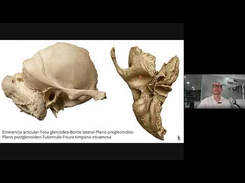 Anatomia de la Articulación Temporomandibular - Histofisiología