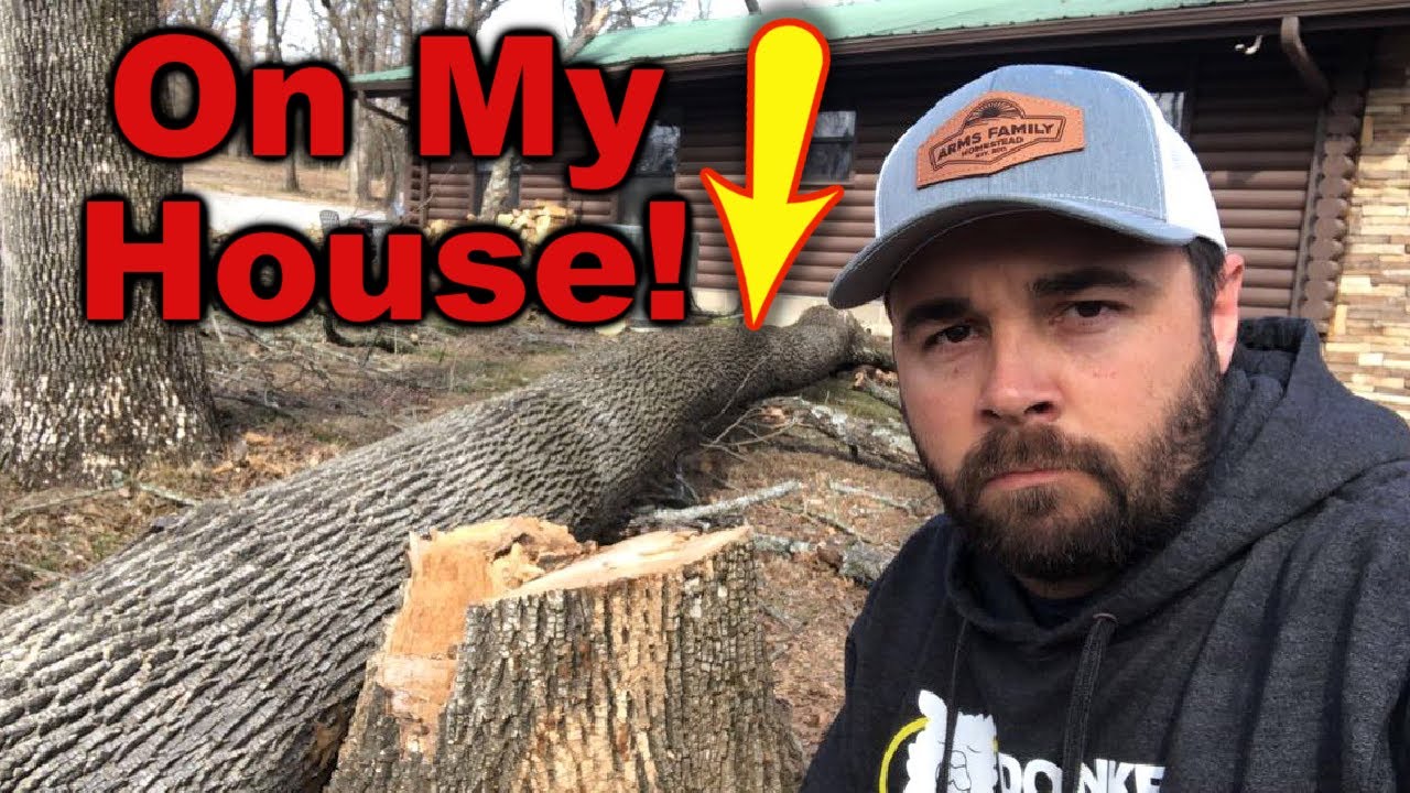 The Day A TREE Fell On My HOUSE YouTube the-day-a-tree-fell-on-my-house-youtube