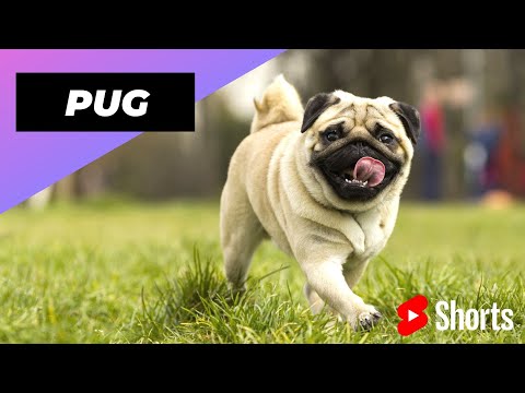 Video: 11 Čudoviti Pugs v odejah