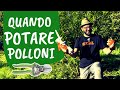 POTARE I POLLONI: quando si potano e come si sfruttano