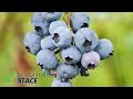 How to grow GREAT Blueberries - YUM!