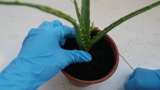 زراعة الألوفيرا فى المنزل مع كل اسرار نجاح زراعة صبار الالوفيرا Successful cultivation of Aloe vera