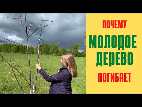 Видео: Деревья не распускаются - как заставить дерево вырастить листья