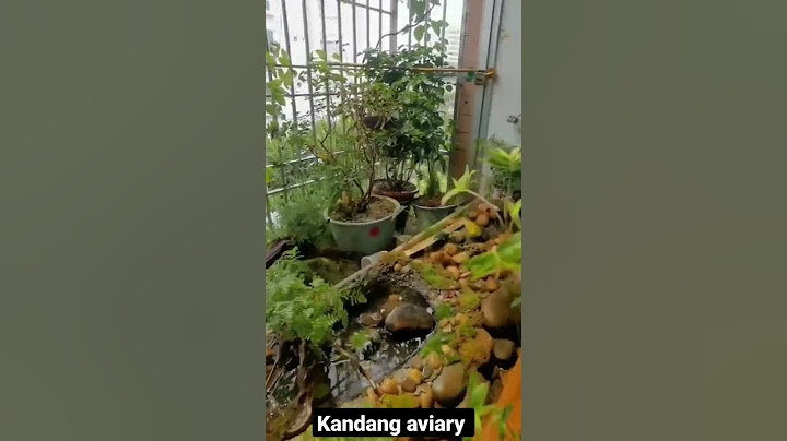 kandang aviary kecil tapi asri seperti di alam bebas