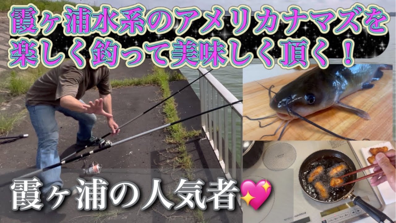 霞ヶ浦水系の人気者♪アメリカナマズを楽しく釣って美味しく頂く！（釣り方、捌き方、調理方法）〜アメリカナマズ釣り。