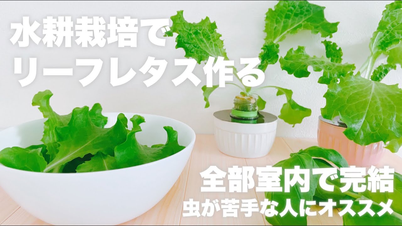 Diy 水耕栽培でリーフレタスを作る 室内家庭菜園 Youtube Diy 水耕栽培でリーフレタスを作る 室内家庭菜園 Youtube