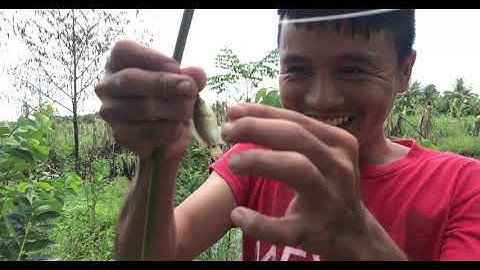 [CÂU CÁ RÔ TÔM TÍCH] - Câu cá đầu mùa mưa | Hảo Hạng Vlogs