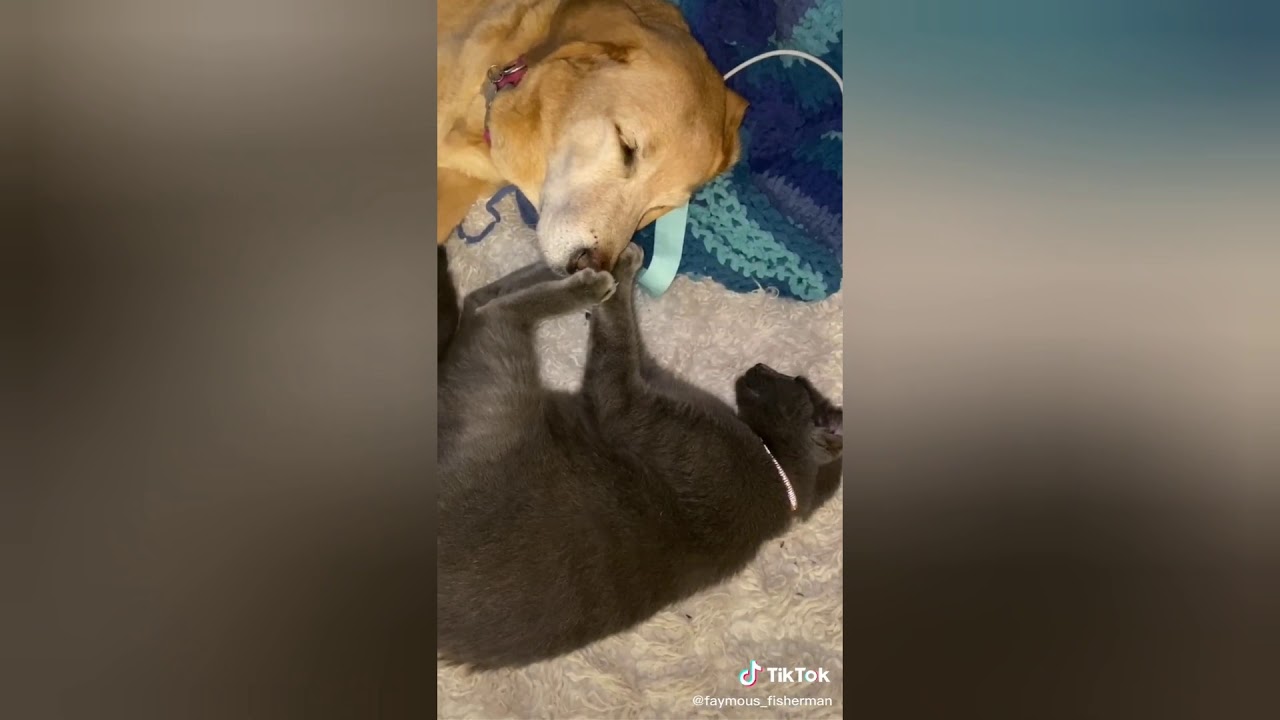 Cats vs Dogs tik tok YouTube