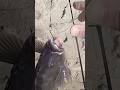 Part II: How to Hammer Inlet Tautog in the Fall #tog #oceancitymd #inlet