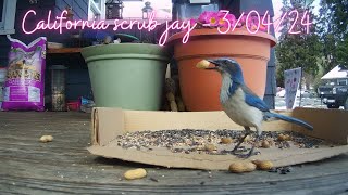 California scrub jay snatching peanuts from my porch during snowstorm - 3/04/24 by Ferretocious 73 views 1 month ago 6 minutes, 59 seconds