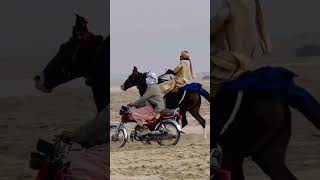 Horse Race | Thrilling Horse Racing in Pakistan 🐎 @animal_birds817 #animals #documentary #hindi