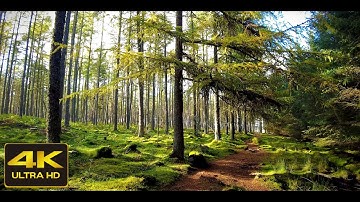 4K Leuchar Moss Forest Walk | Nature Sounds ASMR | Scottish Countryside [short preview]