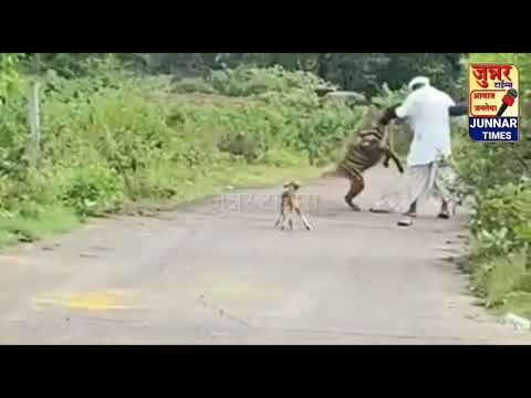 Fatal Attack On A Farmer Who Was Taking Milk From Crushed Tarsa. The Next Day Tarsa Died.