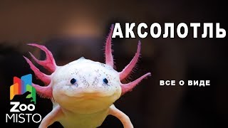 Аксолотль - Все о виде амбистом | Вид амбистом - Аксолотль