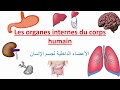 الأعضاء الداخلية لجسم الإنسان بالفرنسية  --  Les Organes Internes Du Corps Humain