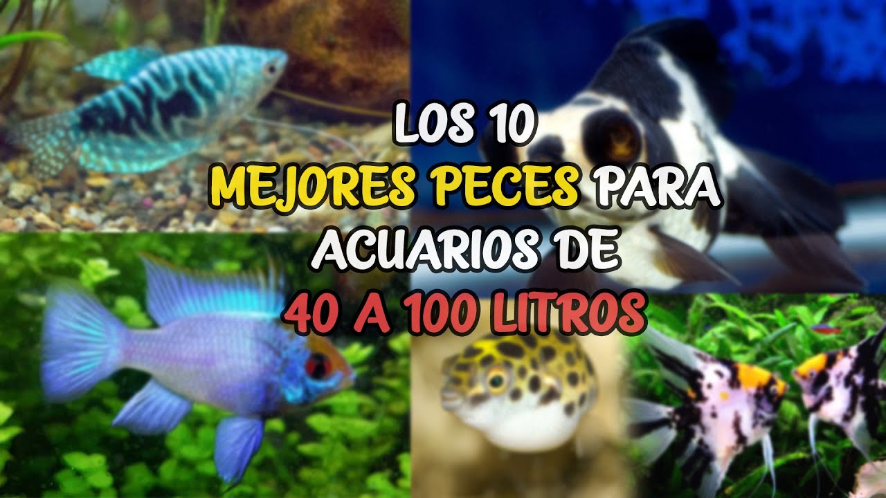 Los 10 MEJORES PECES para ACUARIOS de 40 a 100 LITROS | AcuariosLP