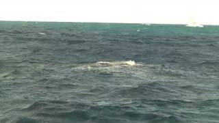 Baleine A Bosse