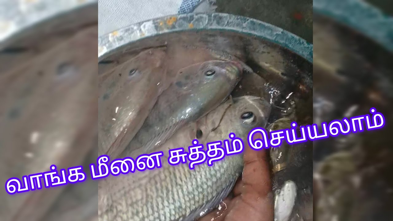 கம்மா மீனை சுத்தம் செய்யும் முறை வாங்க பாக்கலாம்