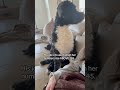 Kona the diabetes alert dog senses something is wrong