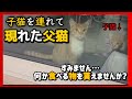 【子猫を連れて現れた父猫】〜僕たちを保護して下さい〜