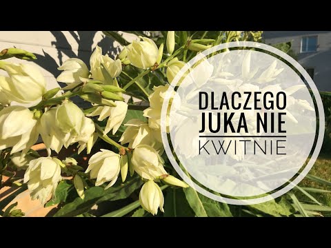 Wideo: Drzwi 